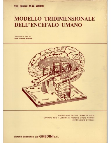 Modello tridimensionale dell'encefalo...