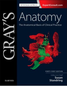 Gray's Anatomy The...