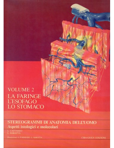 Stereogrammi di anatomia dell'uomo 2...