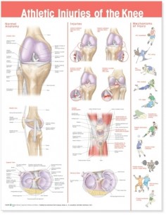 Athletic Injuries of the...