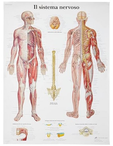 Anatomia Sistema nervoso innervazioni...