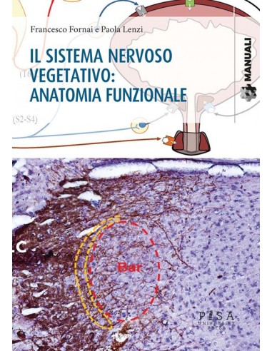 Il sistema nervoso vegetativo:...